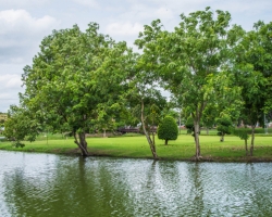 Water to Wood